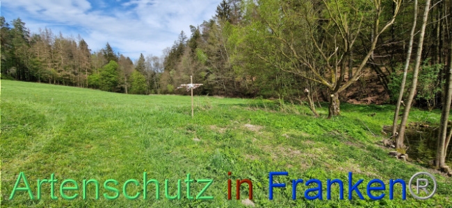 © Artenschutz in Franken® Bild zum Eintrag (1106141-160)
