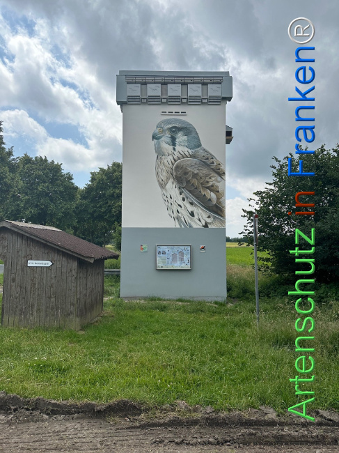 © Artenschutz in Franken® Bild zum Eintrag (1106366-160)