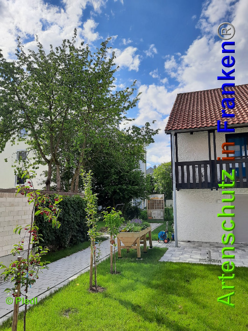 © Artenschutz in Franken® / Pledl Bild zum Eintrag (1106797-160)