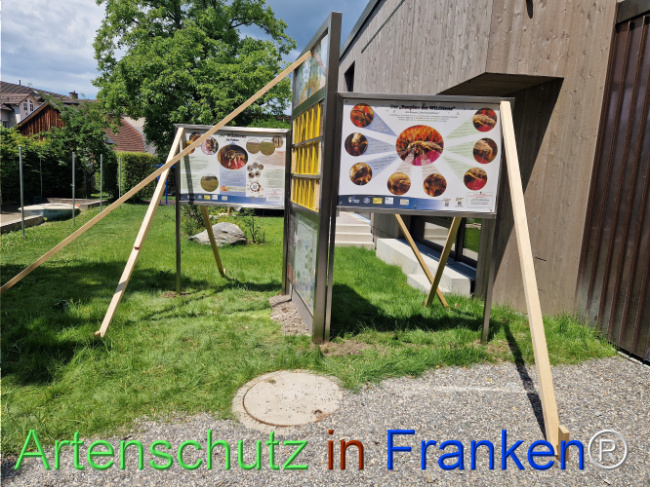 © Artenschutz in Franken® Bild zum Eintrag (1106948-160)