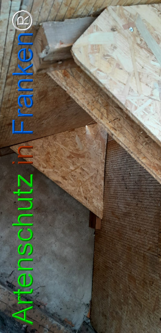 © Artenschutz in Franken® Bild zum Eintrag (1107355-160)