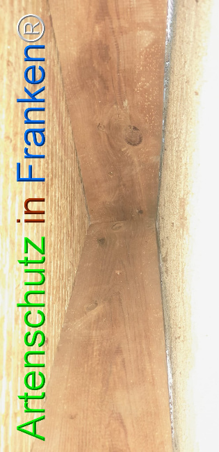 © Artenschutz in Franken® Bild zum Eintrag (1107356-160)