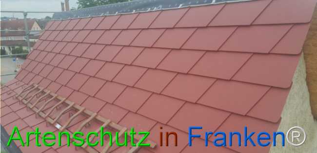© Artenschutz in Franken® Bild zum Eintrag (1107369-160)