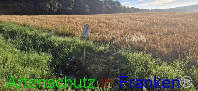 © Artenschutz in Franken® Bild zum Eintrag (1108066-160)