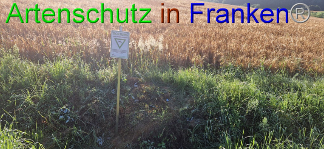© Artenschutz in Franken® Bild zum Eintrag (1108067-160)