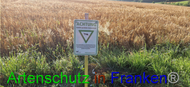© Artenschutz in Franken® Bild zum Eintrag (1108079-160)
