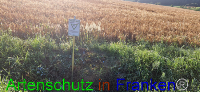© Artenschutz in Franken® Bild zum Eintrag (1108080-160)