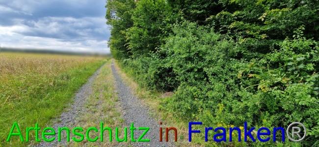 © Artenschutz in Franken® Bild zum Eintrag (1108084-160)