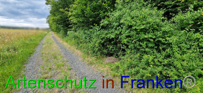 © Artenschutz in Franken® Bild zum Eintrag (1108090-160)