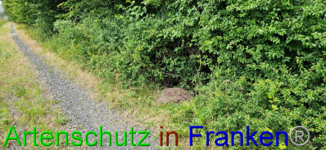 © Artenschutz in Franken® Bild zum Eintrag (1108091-160)