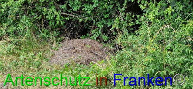 © Artenschutz in Franken® Bild zum Eintrag (1108092-160)