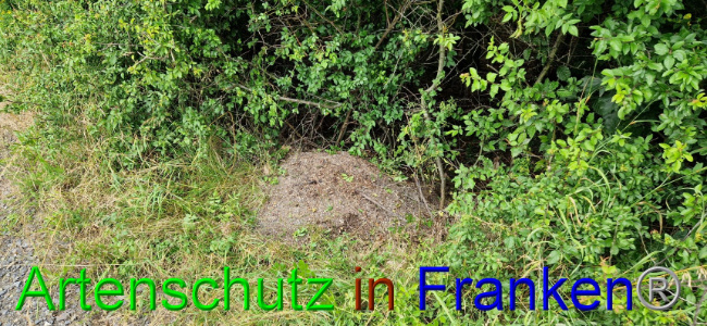 © Artenschutz in Franken® Bild zum Eintrag (1108095-160)
