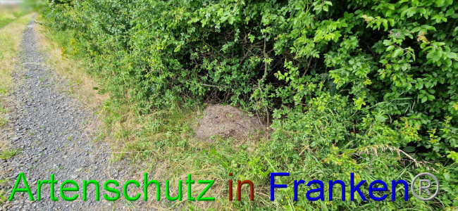 © Artenschutz in Franken® Bild zum Eintrag (1108096-160)