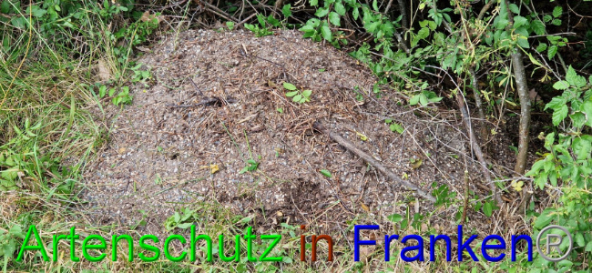 © Artenschutz in Franken® Bild zum Eintrag (1108098-160)
