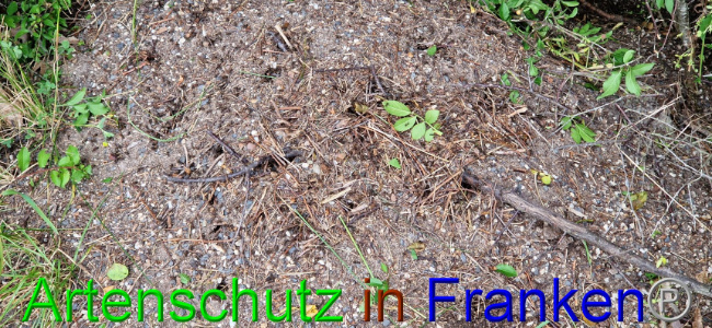 © Artenschutz in Franken® Bild zum Eintrag (1108099-160)