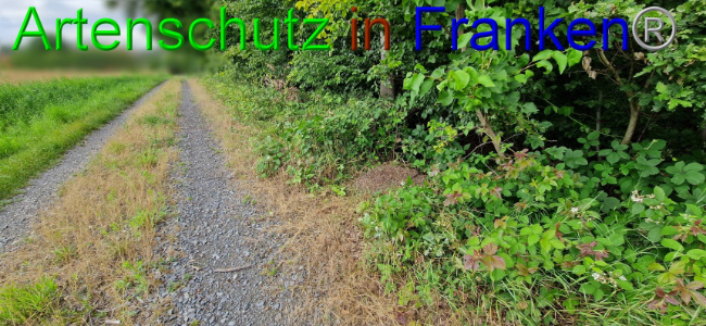 © Artenschutz in Franken® Bild zum Eintrag (1108101-160)