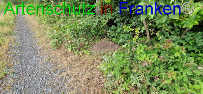 © Artenschutz in Franken® Bild zum Eintrag (1108102-160)