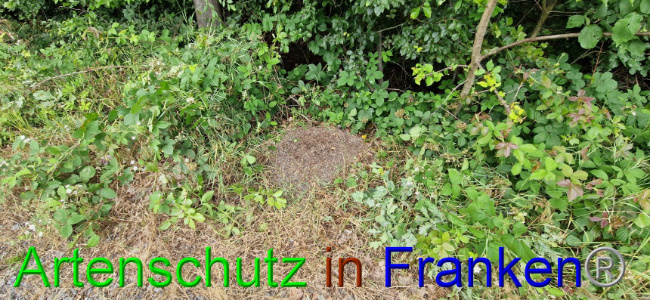 © Artenschutz in Franken® Bild zum Eintrag (1108103-160)