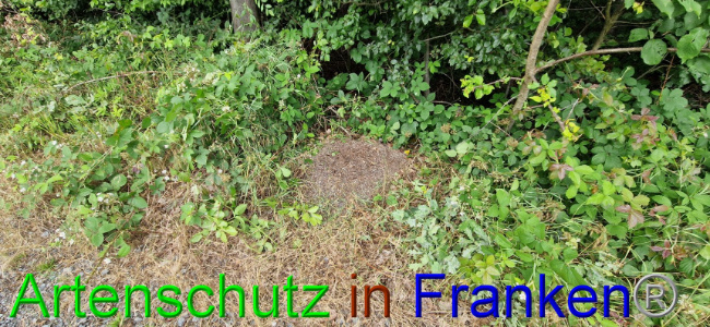 © Artenschutz in Franken® Bild zum Eintrag (1108105-160)