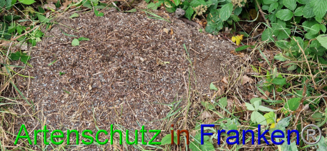 © Artenschutz in Franken® Bild zum Eintrag (1108106-160)