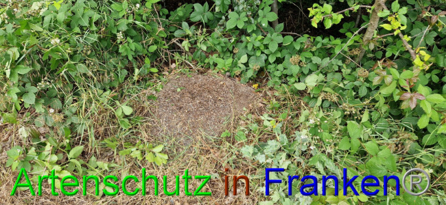 © Artenschutz in Franken® Bild zum Eintrag (1108107-160)