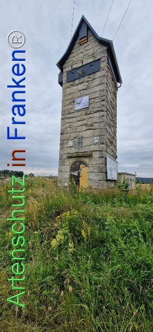 © Artenschutz in Franken® Bild zum Eintrag (1108245-160)