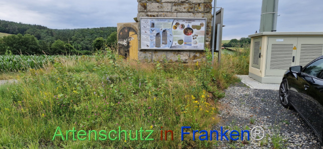 © Artenschutz in Franken® Bild zum Eintrag (1108246-160)