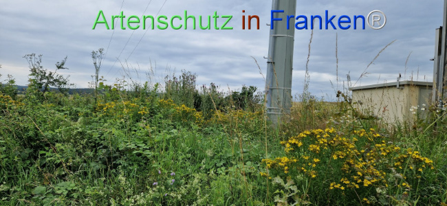 © Artenschutz in Franken® Bild zum Eintrag (1108247-160)
