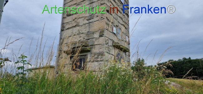 © Artenschutz in Franken® Bild zum Eintrag (1108248-160)