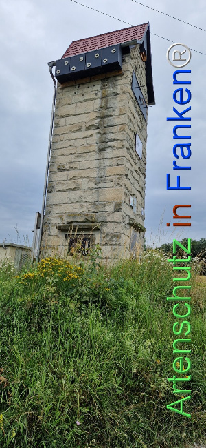 © Artenschutz in Franken® Bild zum Eintrag (1108252-160)