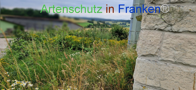 © Artenschutz in Franken® Bild zum Eintrag (1108253-160)