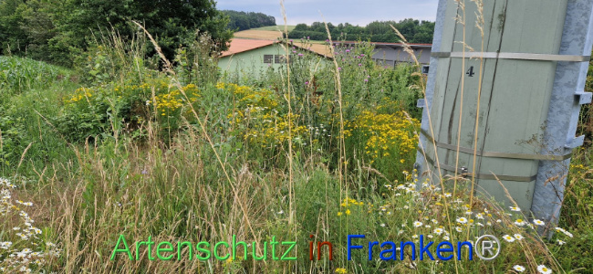 © Artenschutz in Franken® Bild zum Eintrag (1108254-160)