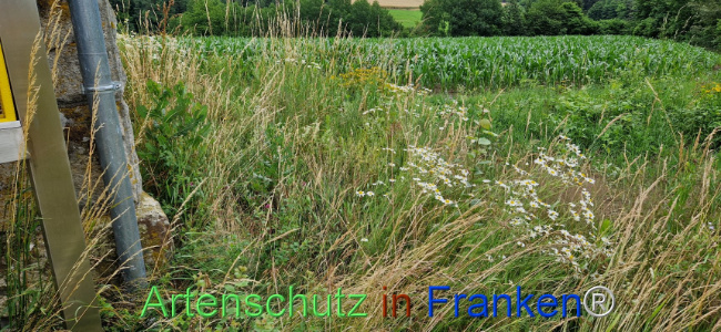 Bild zum Eintrag (1108260-160)