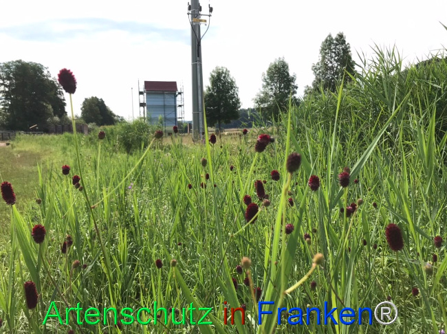 © Artenschutz in Franken® Bild zum Eintrag (1108544-160)