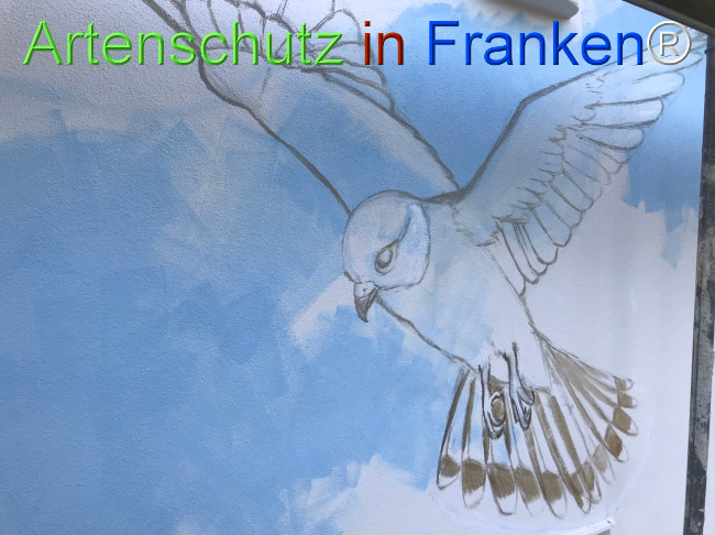 © Artenschutz in Franken® Bild zum Eintrag (1108701-160)