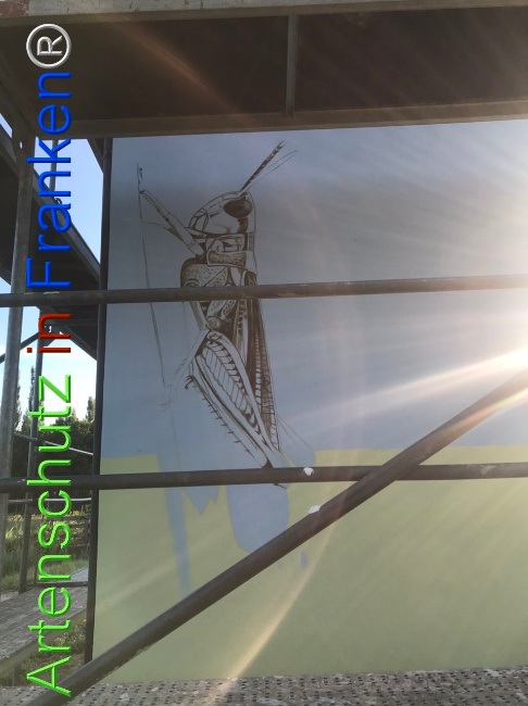 © Artenschutz in Franken® Bild zum Eintrag (1108792-160)