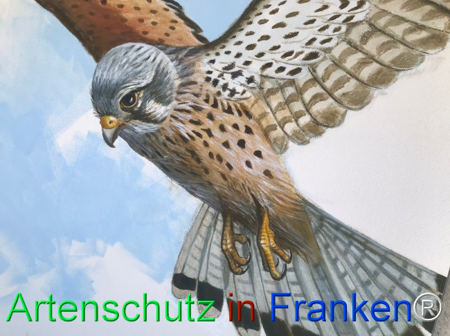 © Artenschutz in Franken® Bild zum Eintrag (1108905-160)