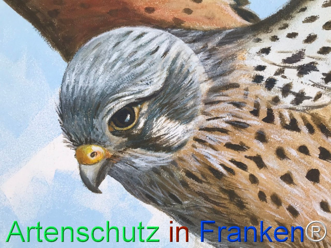 © Artenschutz in Franken® Bild zum Eintrag (1108906-160)
