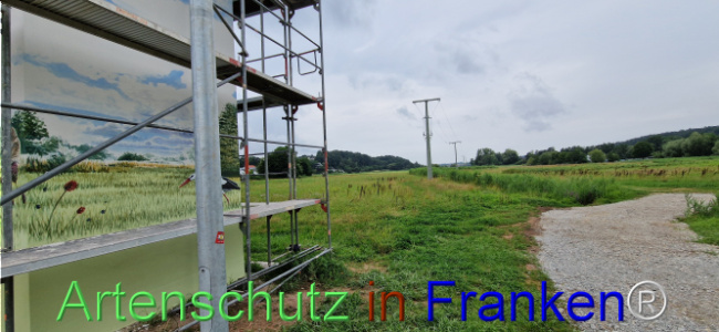 © Artenschutz in Franken® Bild zum Eintrag (1109048-160)