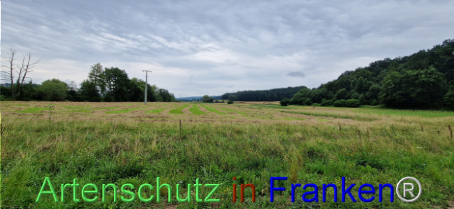 © Artenschutz in Franken® Bild zum Eintrag (1109054-160)