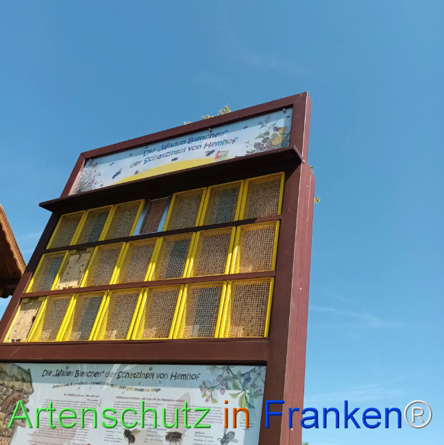 © Artenschutz in Franken® Bild zum Eintrag (1109132-160)