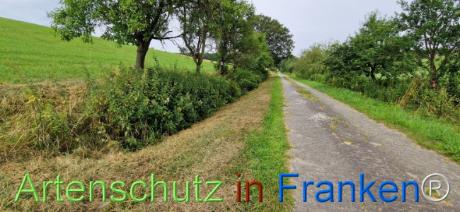 © Artenschutz in Franken® Bild zum Eintrag (1109236-160)