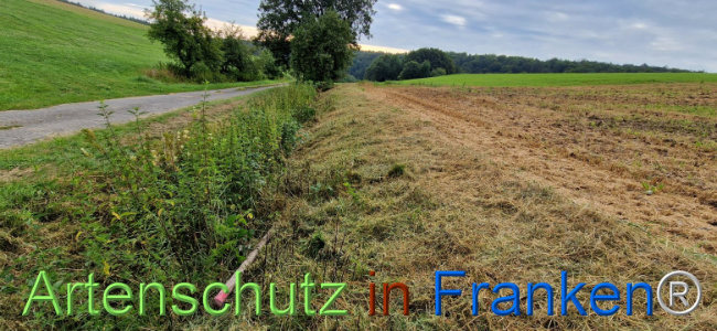 © Artenschutz in Franken® Bild zum Eintrag (1109237-160)