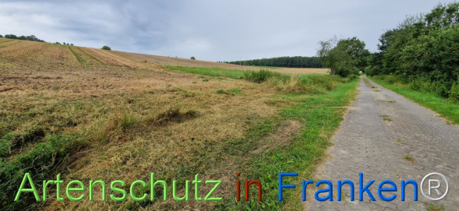 © Artenschutz in Franken® Bild zum Eintrag (1109241-160)