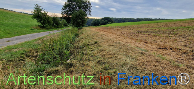 © Artenschutz in Franken® Bild zum Eintrag (1109242-160)