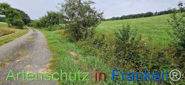 © Artenschutz in Franken® Bild zum Eintrag (1109247-160)