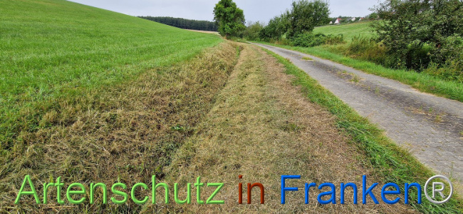 © Artenschutz in Franken® Bild zum Eintrag (1109248-160)