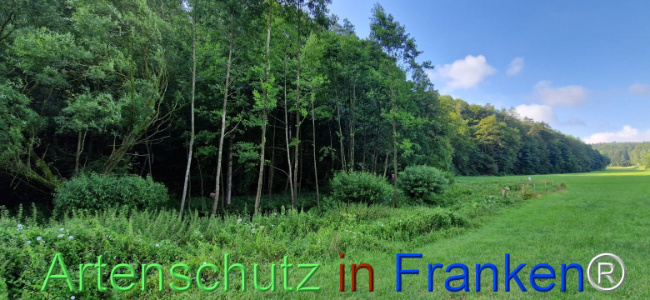 © Artenschutz in Franken® Bild zum Eintrag (1109347-160)