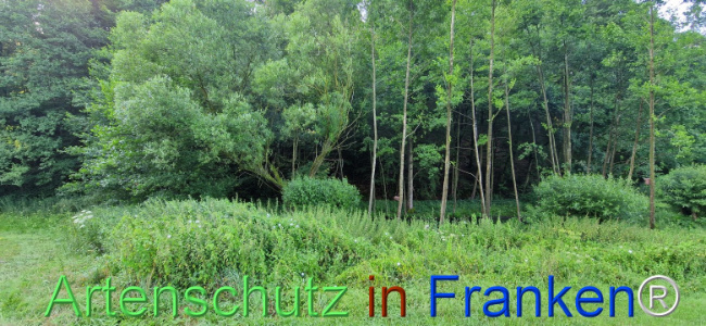 © Artenschutz in Franken® Bild zum Eintrag (1109351-160)