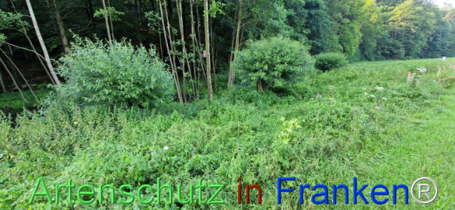 © Artenschutz in Franken® Bild zum Eintrag (1109352-160)